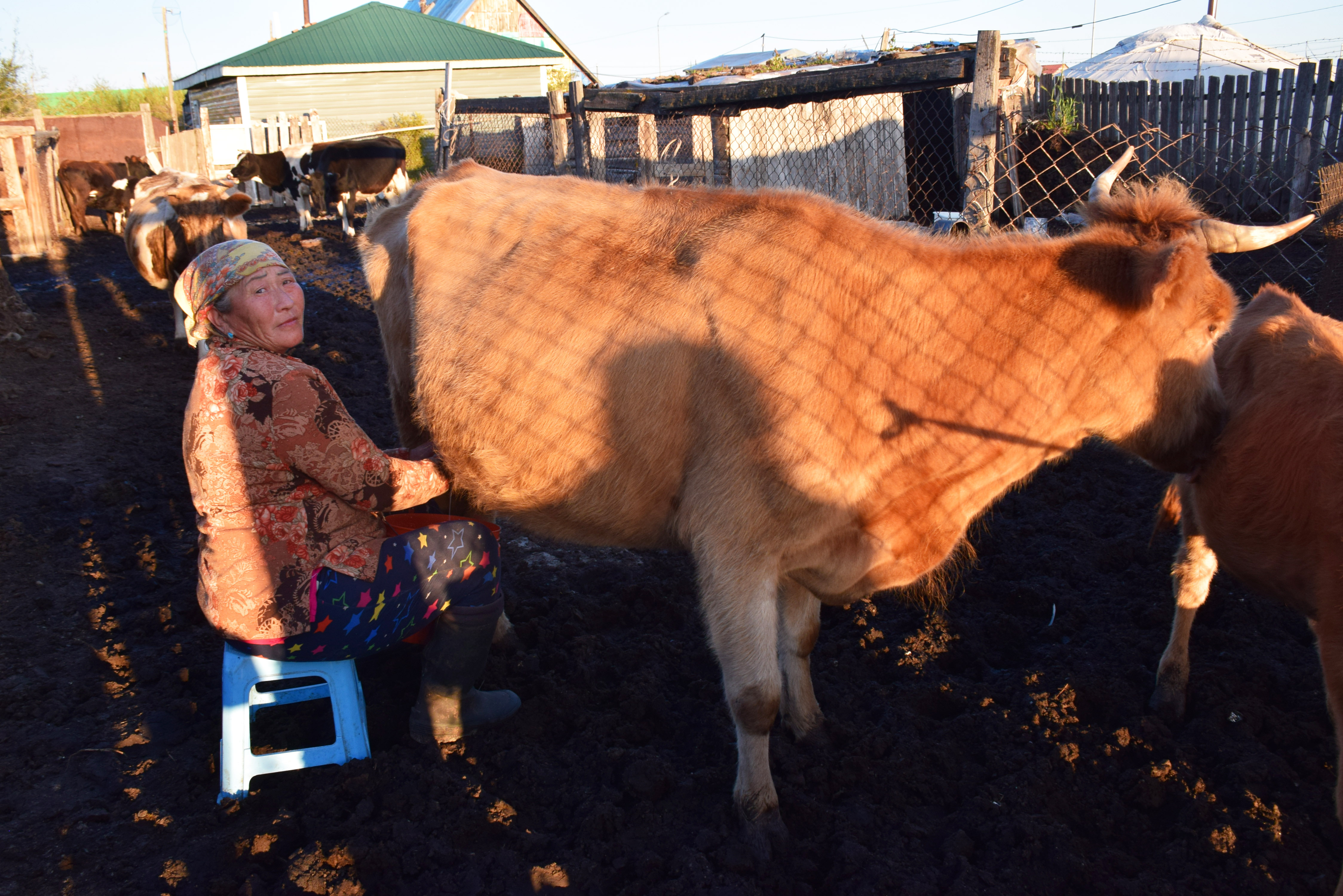 Milking Her Way to a Better Future